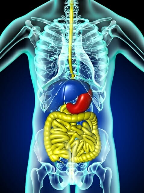 カラダの中のストレスをカラダの外側に排出してくれry肝臓のイメージ