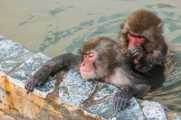 湯船に浸かることでリラックスホルモン（アセチルコリン）が分泌されている猿の画像