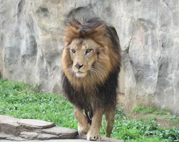 ストレスによりアドレナリンが分泌されて戦闘態勢になるライオンのイメージ