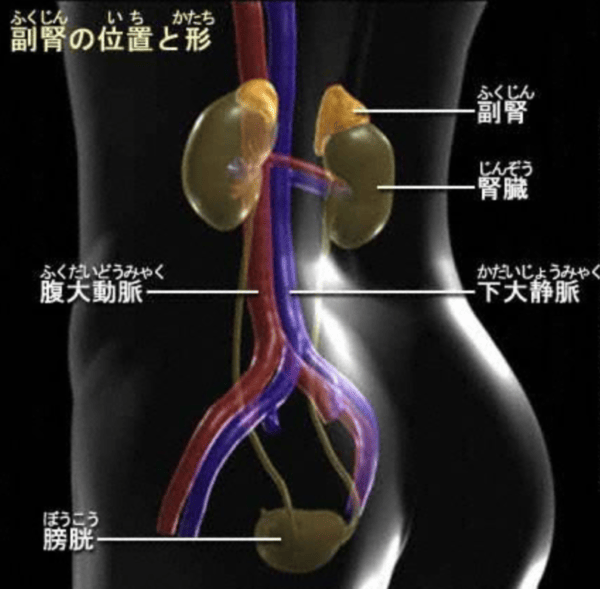 副腎の場所を説明するイメージ
