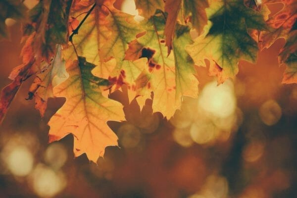 気候とストレスが食欲に関係していることをイメージさせる秋の葉っぱの画像