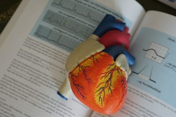 自律神経によってコントロールされている心臓の拍動は自分の意思ではコントトールすることができないことを説明するための心臓のイメージ