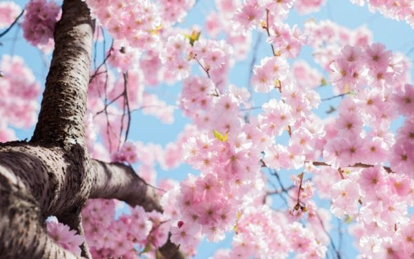 便秘になってしまう桜が綺麗な春の季節のイメージ