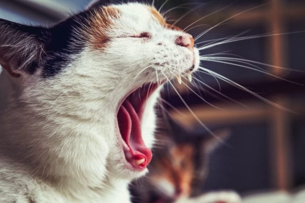 深呼吸でカラダに酸素を取り入れようとする猫のイメージ