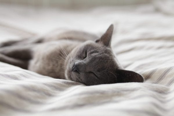 寝る前にカラダを動かしたせいで朝居眠りになってしまった猫のイメージ