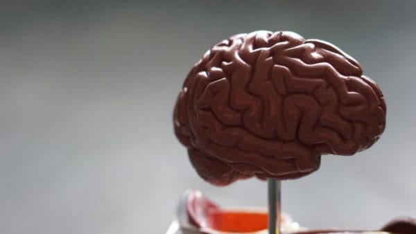 頭を動かすために糖がほしいと命令してきている脳のイメージ