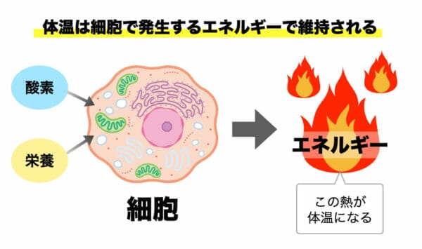 体温は細胞のミトコンドリアで発生するエネルギーからできていることを説明したイメージ