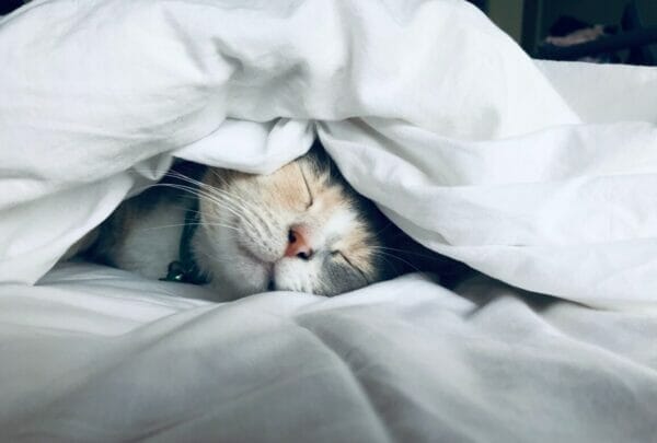 起きなければいけないのにベッドの中でゴロゴロしている猫のイメージ