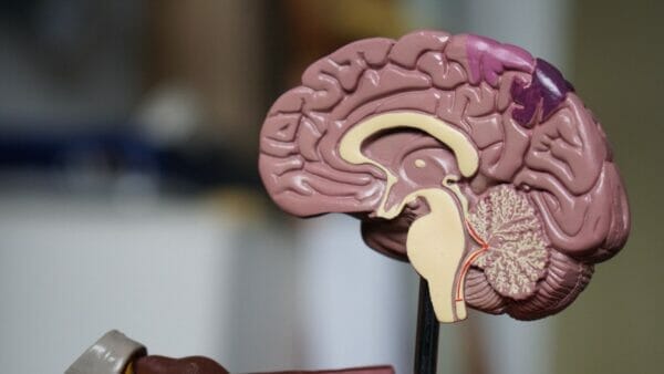 サウナの整う現象に関係のある脳のイメージ