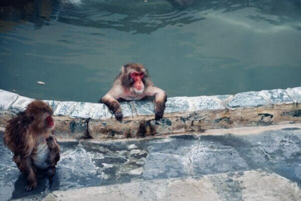 温泉の後にサウナで整った猿のイメージ