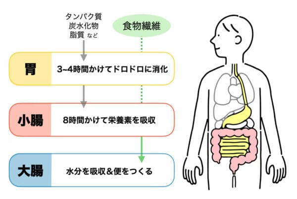 食物繊維とその他の栄養との消化吸収の方法を説明し比較した図表のイメージ