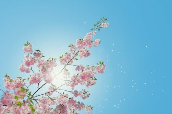 版日になりやすい春に咲く桜のイメージ
