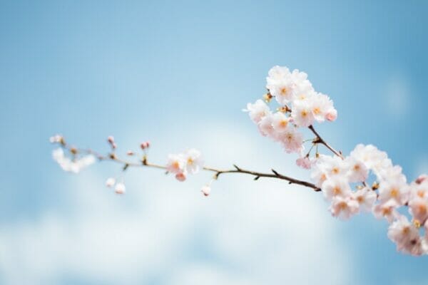 便秘になりやすい季節の春に咲く桜のイメージ