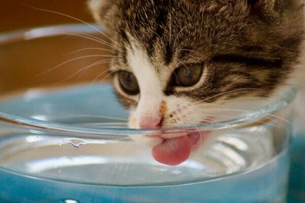 夏に水が飲めないことで悩んでいる猫のイメージ