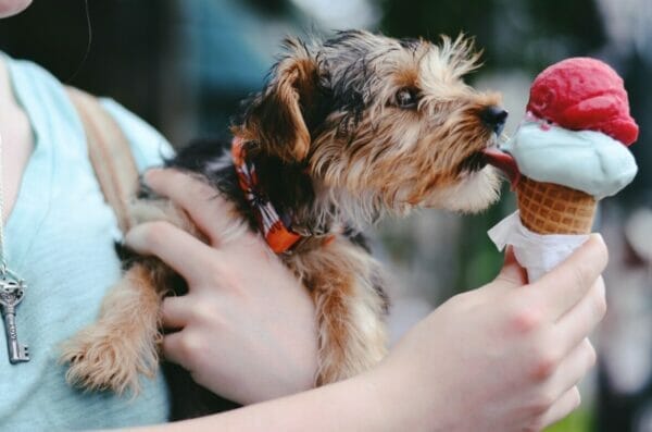 お風呂上がりに食べると睡眠不足になってしまうアイスクリームを食べている犬のイメージ
