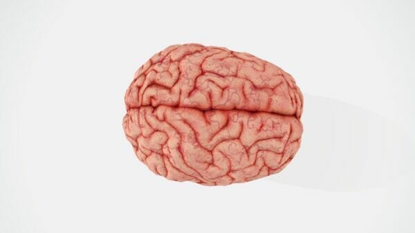 辛いものを食べてβエンドルフィンを分泌している脳のイメージ