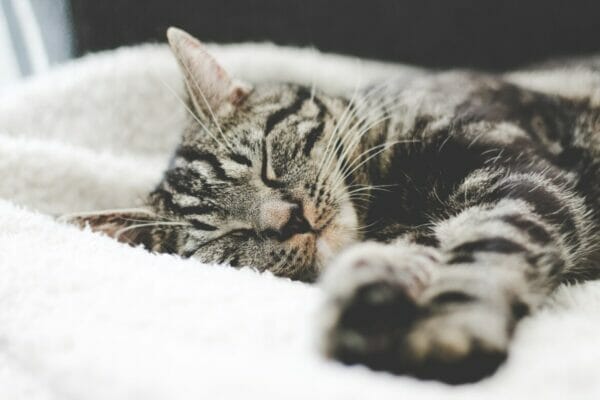 ヤクルト1000を飲んでぐっすり眠っている可愛い猫の寝顔イメージ
